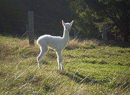 Book Tuross Heads Accommodation Vacations Timeshare Accommodation Timeshare Accommodation