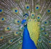 Willunga Peacock Farm Bed and Breakfast - Timeshare Accommodation