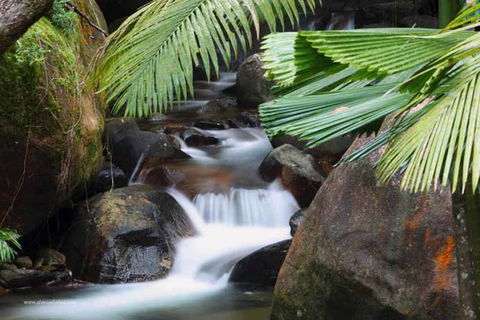 Daintree Secrets (Award Winning Retreat) - Timeshare Accommodation 1