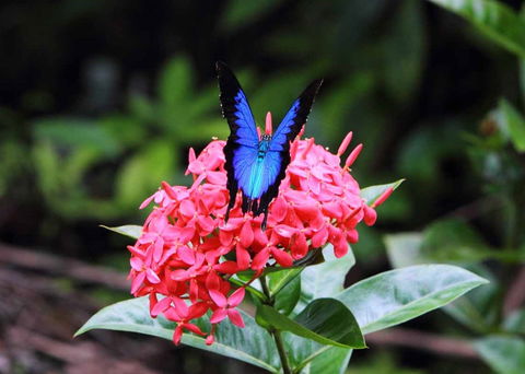 Daintree Secrets (Award Winning Retreat) - Timeshare Accommodation 5