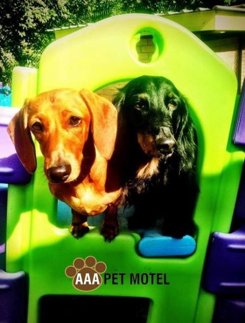 AAA Pet Motel - Timeshare Accommodation 0