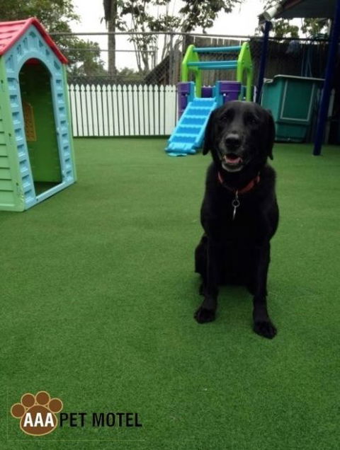 AAA Pet Motel - Timeshare Accommodation 1