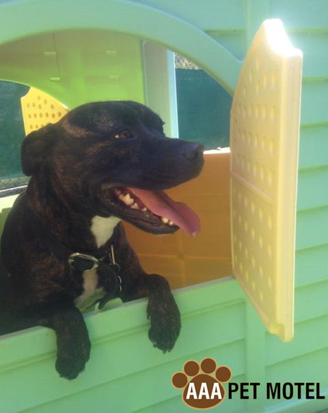 AAA Pet Motel - Timeshare Accommodation 4