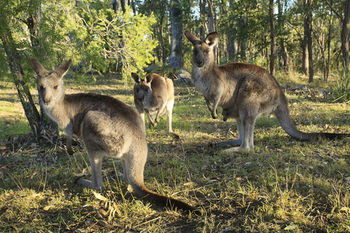 Eagleview Resort - Timeshare Accommodation 42