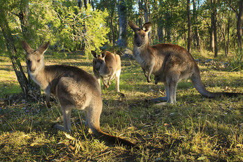 Eagleview Resort - Timeshare Accommodation 56