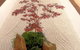 Shizuka Ryokan Japanese Country Spa & Wellness Retreat - thumb 6