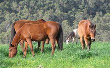 Mansfield Cottage Barrington Tops Accommodation - Timeshare Accommodation 1