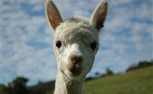 Toolond Plantation - Timeshare Accommodation 2