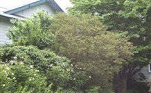 Tree Tops Guesthouse - Timeshare Accommodation 1