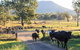 Tommerups Dairy Farmstay - thumb 0