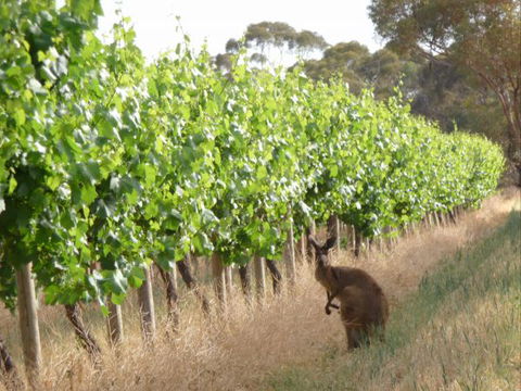 Angas Plains Wines Suites - Timeshare Accommodation 6