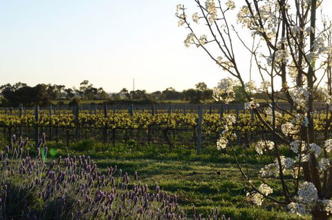 Angas Plains Wines Suites - Timeshare Accommodation 7