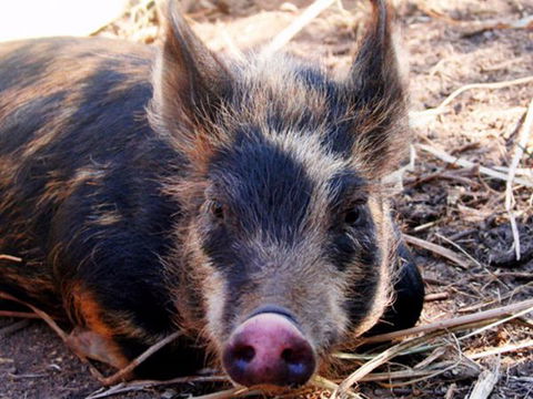 Jamberoo Valley Farm - Timeshare Accommodation 2