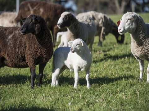 Jamberoo Valley Farm - Timeshare Accommodation 4