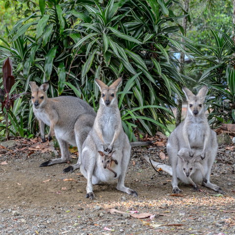 Maleny Country Cottages - Timeshare Accommodation 9