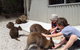 The Patriarch Wildlife Sanctuary Camping Ground - thumb 0