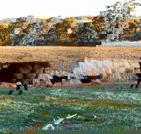 Lone Pine Homestead - Timeshare Accommodation