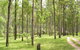 Nymboida River Campground - thumb 0