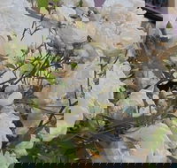 Old Post Office Guesthouse Carcoar