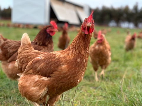 Rocklea Farm - Timeshare Accommodation 1