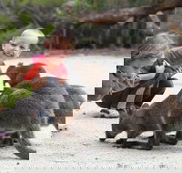 The Patriarch Wildlife Sanctuary Camping Ground - Timeshare Accommodation