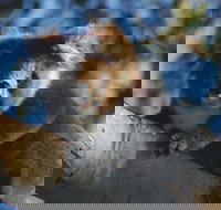 Bimbi Park Camping Under Koalas