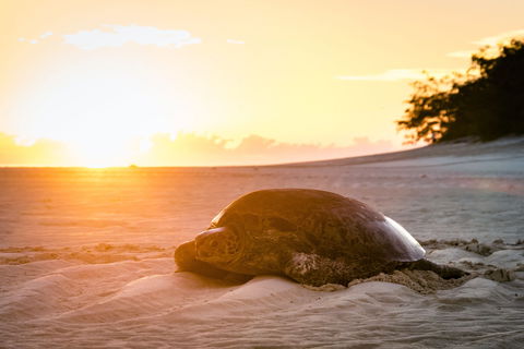 Heron Island Resort - Timeshare Accommodation 2