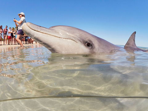 RAC Monkey Mia Dolphin Resort - Timeshare Accommodation 2