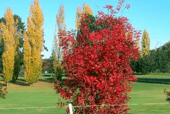 Tenterfield Golf Club Fairways Lodge - Timeshare Accommodation 2