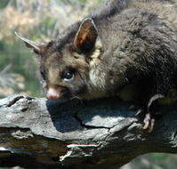 Moonlit Sanctuary Wildlife Conservation Park