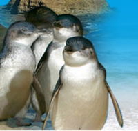 Phillip Island Penguin Parade - Timeshare Accommodation