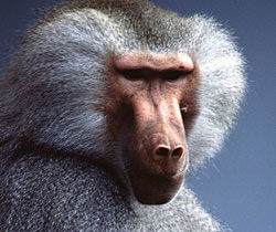 Alma Park Zoo - Timeshare Accommodation 1