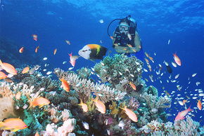 Drop Zone Dive Site - Timeshare Accommodation 0
