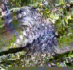 Koala Conservation Centre - Timeshare Accommodation