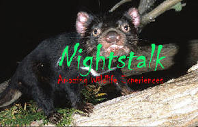 Something Wild - Timeshare Accommodation 1