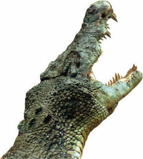 Crocodylus Park - Timeshare Accommodation 3