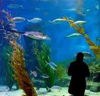 Melbourne Aquarium - Timeshare Accommodation