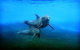 Dolphin Marine Magic - thumb 4