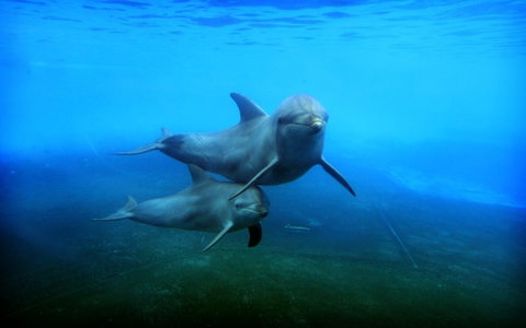 Dolphin Marine Magic - Timeshare Accommodation 4