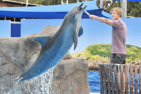 Dolphin Marine Magic - Timeshare Accommodation 7