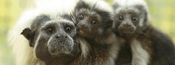 Alma Park Zoo - Timeshare Accommodation 3