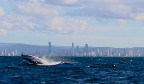 Australian Whale Watching - Timeshare Accommodation 1