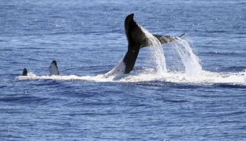 Australian Whale Watching - Timeshare Accommodation 3