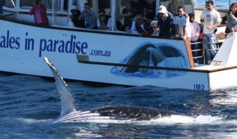 Australian Whale Watching - Timeshare Accommodation 5