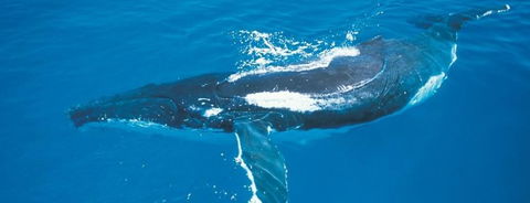 Australian Whale Watching - Timeshare Accommodation 6