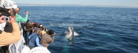 Australian Whale Watching - Timeshare Accommodation 7