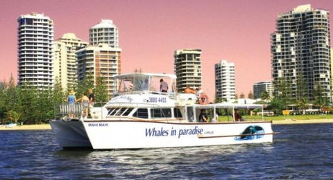 Australian Whale Watching - Timeshare Accommodation 8