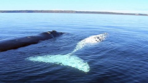 Australian Whale Watching - Timeshare Accommodation 9