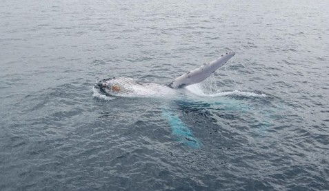 Australian Whale Watching - Timeshare Accommodation 10