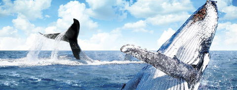 Australian Whale Watching - Timeshare Accommodation 11